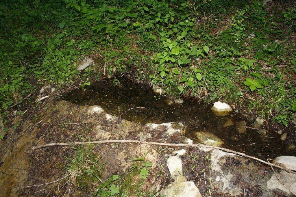 Centinaia di ovature di Salamandrina + 